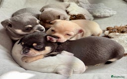 Chihuahua dogs for sale: 5 gorgeous chihuahua pups - viewings start 23/08 - Image 14
