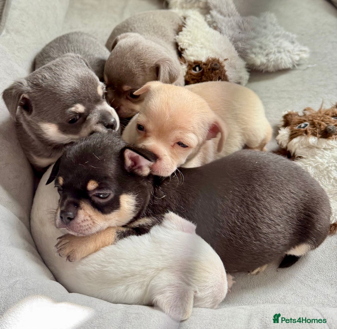 Chihuahua dogs for sale: 5 gorgeous chihuahua pups - viewings start 23/08 - Image 14