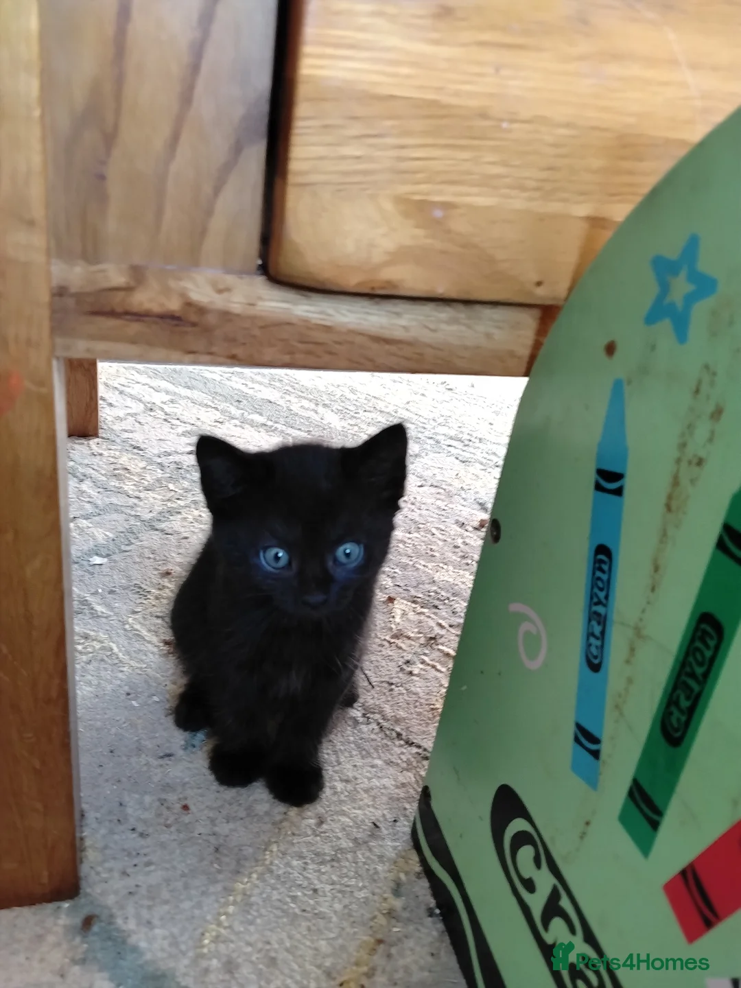 Mixed Breed cats for sale: Friendly and Playful Kittens for Sale in Horsham - Advert 2