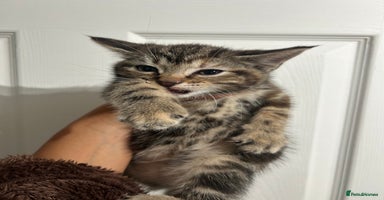 Mixed Breed cats - Advert 5