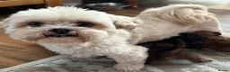 Lhasapoo dogs for sale: Lhasapoo puppies - Advert 2