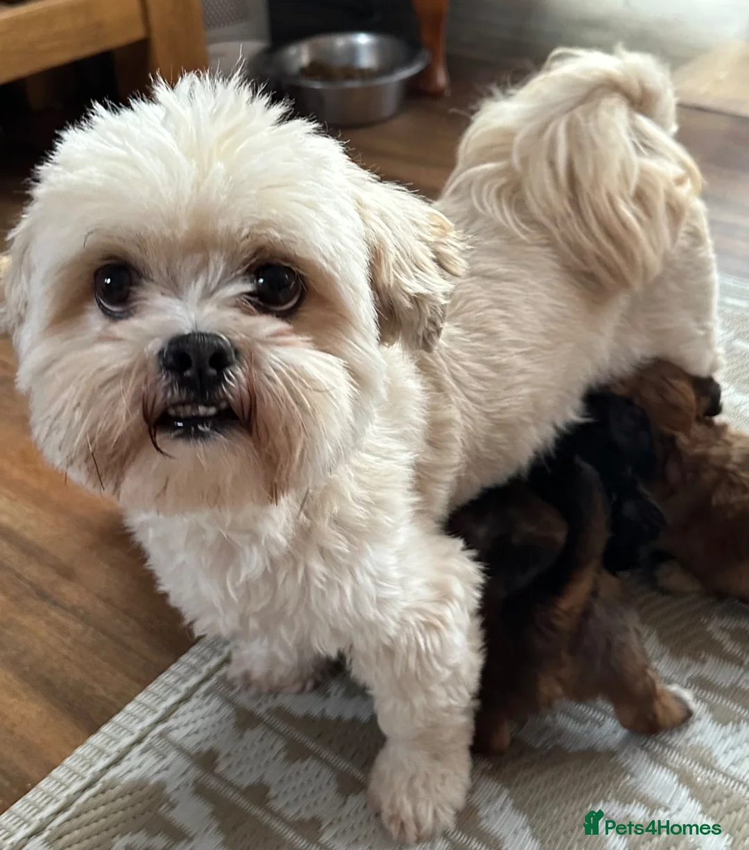 Lhasapoo dogs for sale: Lhasapoo puppies - Advert 2
