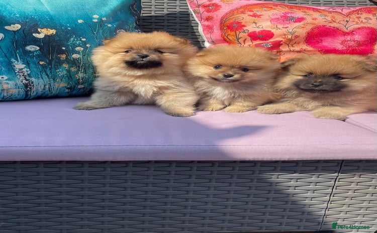 Pomeranian dogs - Advert 3