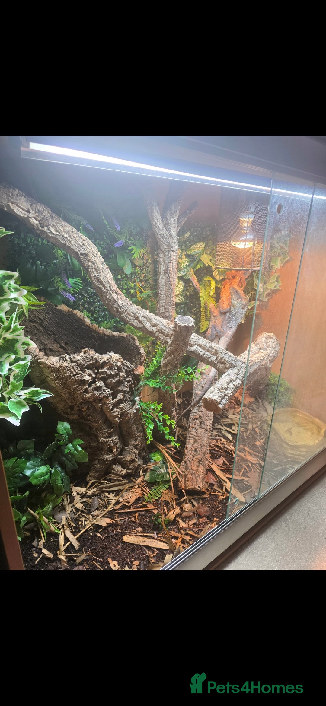 Lizard reptiles Male and female frilled dragon and tank  - Advert 1