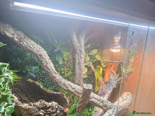 Lizard reptiles Male and female frilled dragon and tank - Advert 3