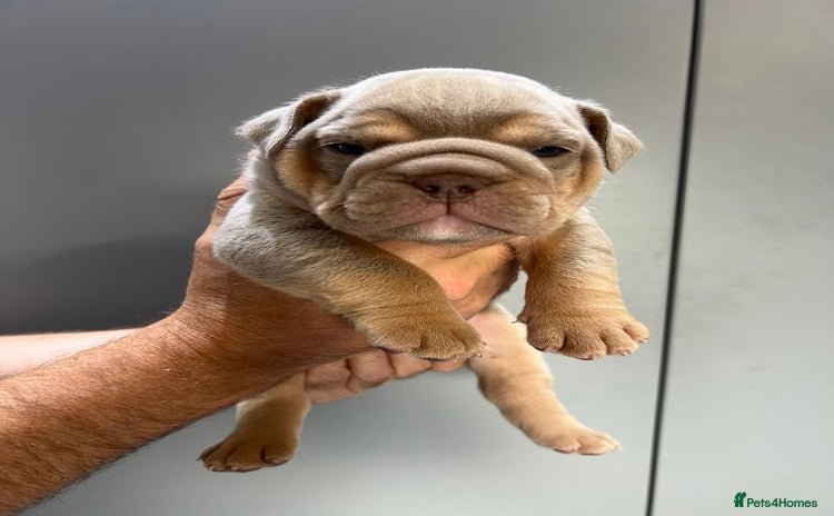 English Bulldog dogs - Advert 1