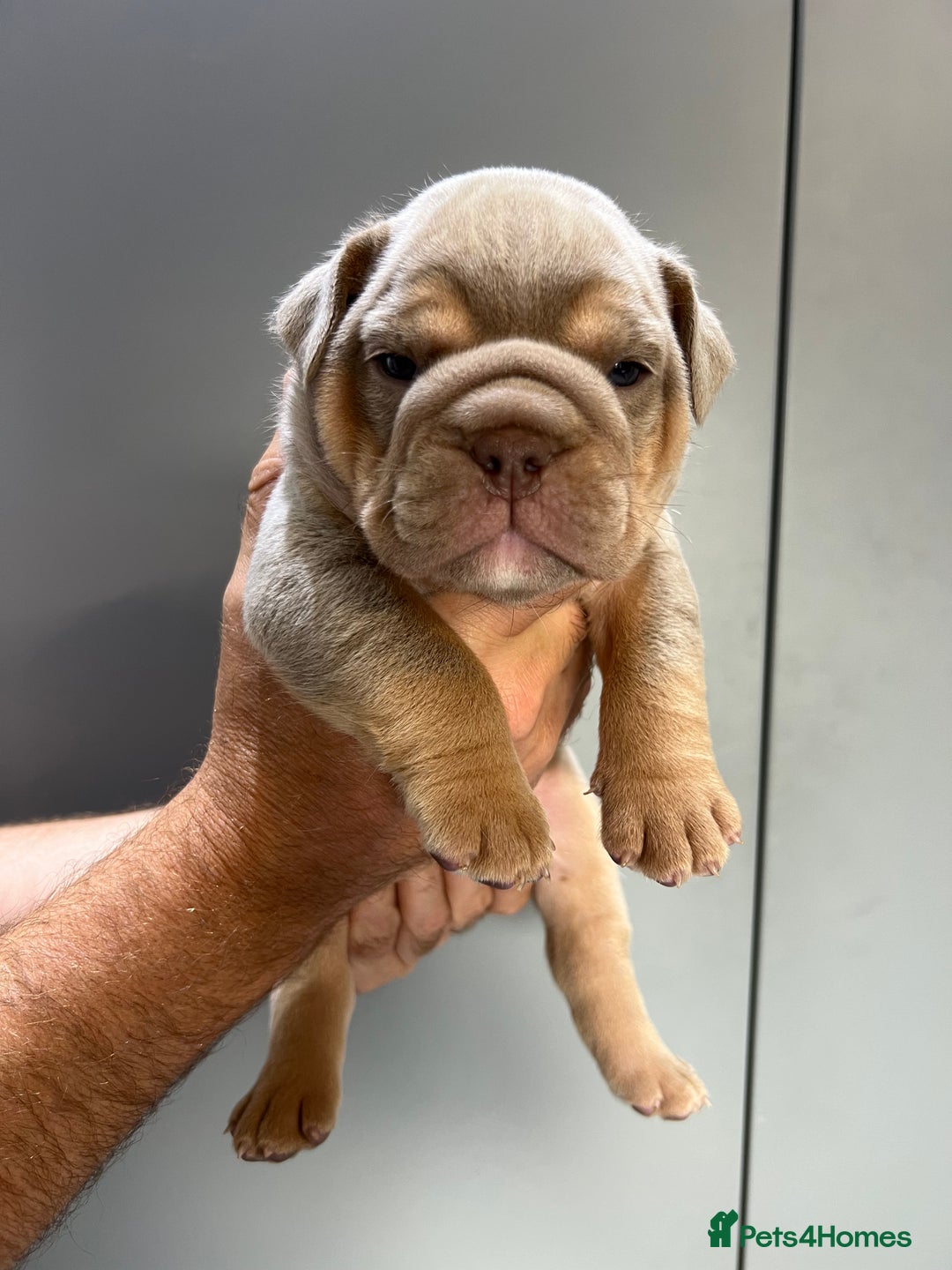English Bulldog dogs for sale: English Bulldog Puppies - Image 1