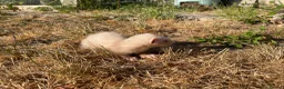 Ferret rodents for sale: Ferret kits for sale - Advert 11