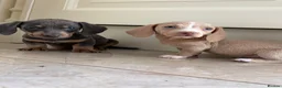 Dachshund dogs for sale: Miniature dachshund - Advert 2