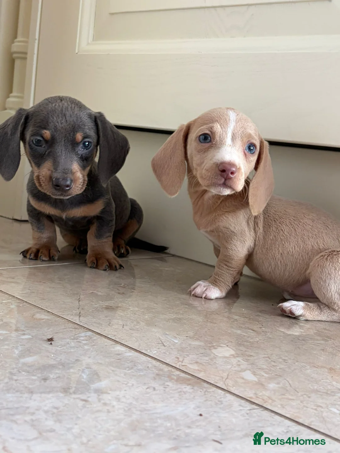 Dachshund dogs for sale: Miniature dachshund - Advert 2