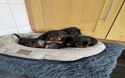 Dobermann dogs for sale: Doberman puppies for sale boys & girls  - Image 14