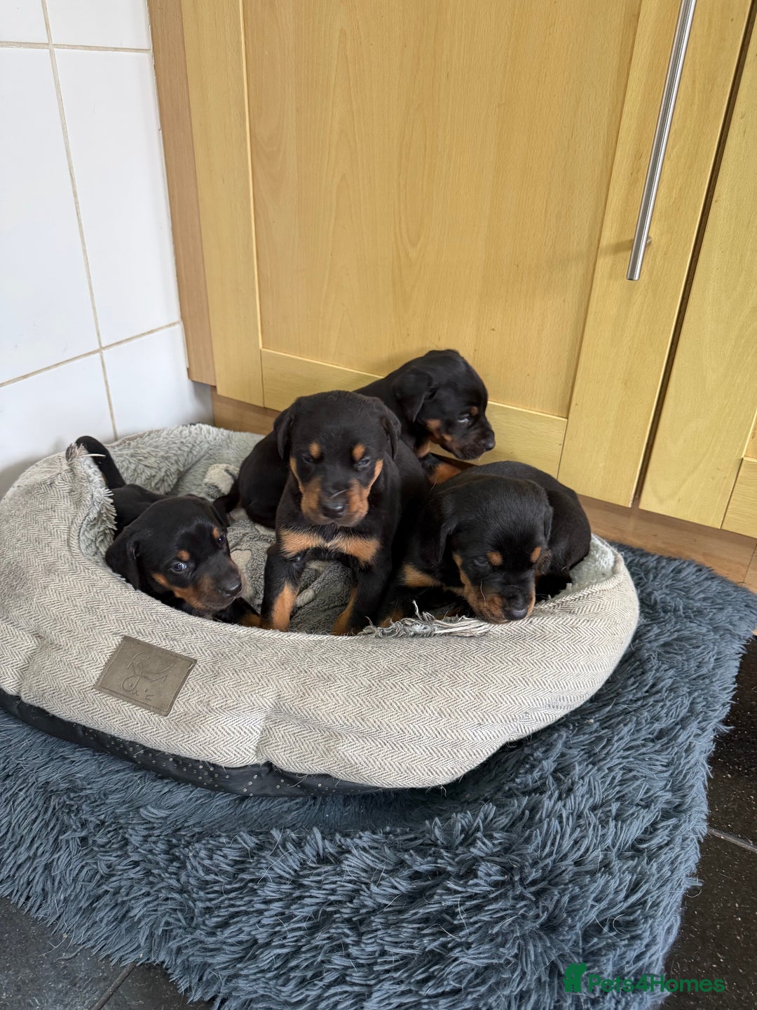 Dobermann dogs for sale: Doberman puppies for sale boys & girls  - Image 14