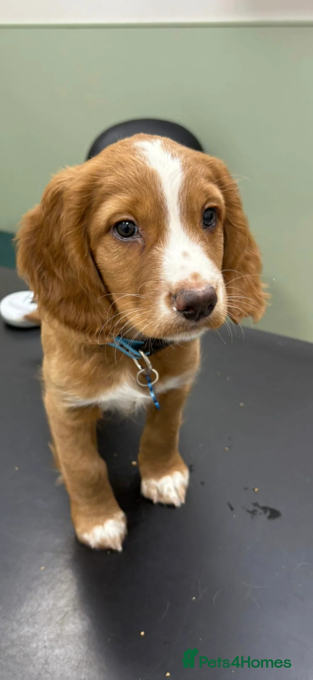 Cocker Spaniel dogs for sale: Cocker spaniel male  - Advert 1