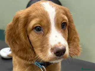 Cocker Spaniel dogs Cocker spaniel male - Advert 1