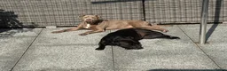 Staffordshire Bull Terrier dogs for sale: Darcy - Advert 3