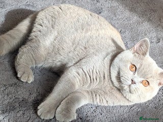 British Shorthair cats - Advert 20