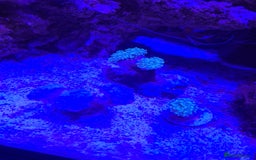 Other/Mixed Breed fish for sale: Saltwater fish - Image 10