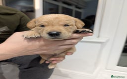 Labrador Retriever dogs for sale: Beautiful Labrador puppys  - Image 15