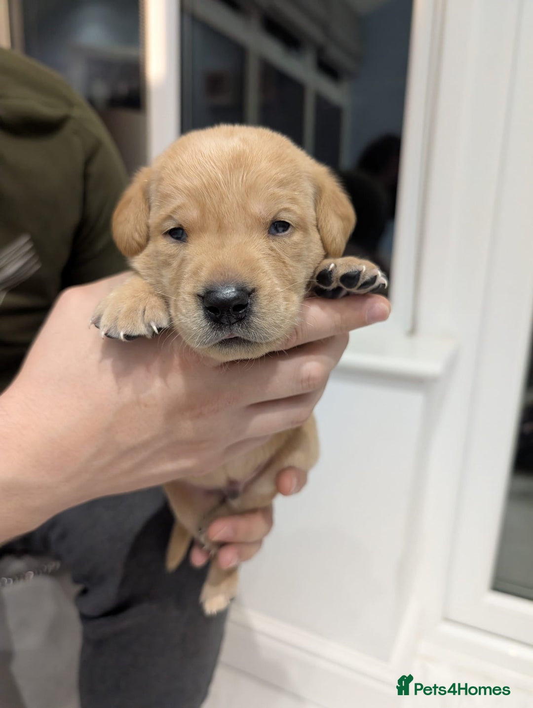 Labrador Retriever dogs for sale: Beautiful Labrador puppys  - Image 15