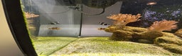 Angelfish fish for sale: Marine fish for sale  - Advert 4