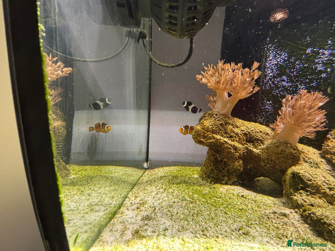 Angelfish fish for sale: Marine fish for sale  - Advert 4