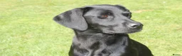 Labrador Retriever dogs for sale: DRAKESHEAD & FENDAWOOD PUP'S FOR SALE in South Molton - Advert 1