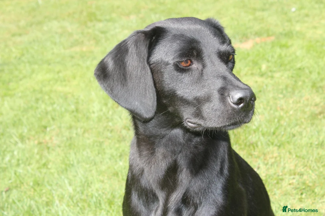 Labrador Retriever dogs for sale: DRAKESHEAD & FENDAWOOD PUP'S FOR SALE in South Molton - Advert 1