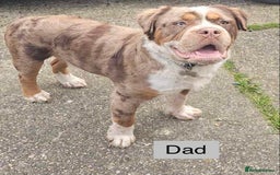Old Tyme Bulldog dogs for sale: beautiful olde tyme bulldog puppies  - Advert 15