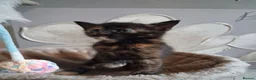 Maine Coon cats for sale: ***Beautiful mainecoon cross kittens***  - Advert 23