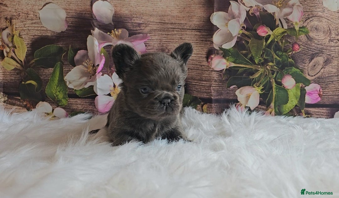 French Bulldog dogs for sale: Welcome to the Fluffy Crew 🥰 - Advert 11