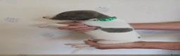 Whippet dogs for sale: Beautiful RKC Registered Puppies - Advert 16