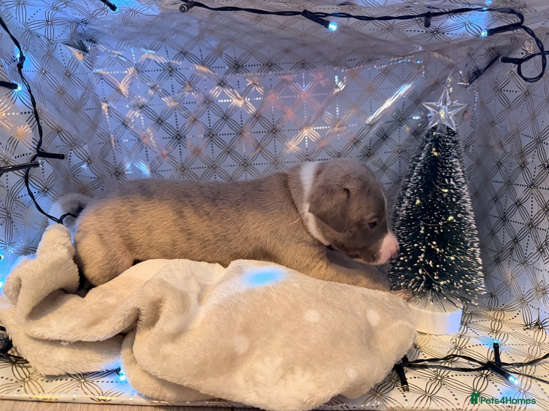 Whippet dogs for sale: Whippets  - Advert 10