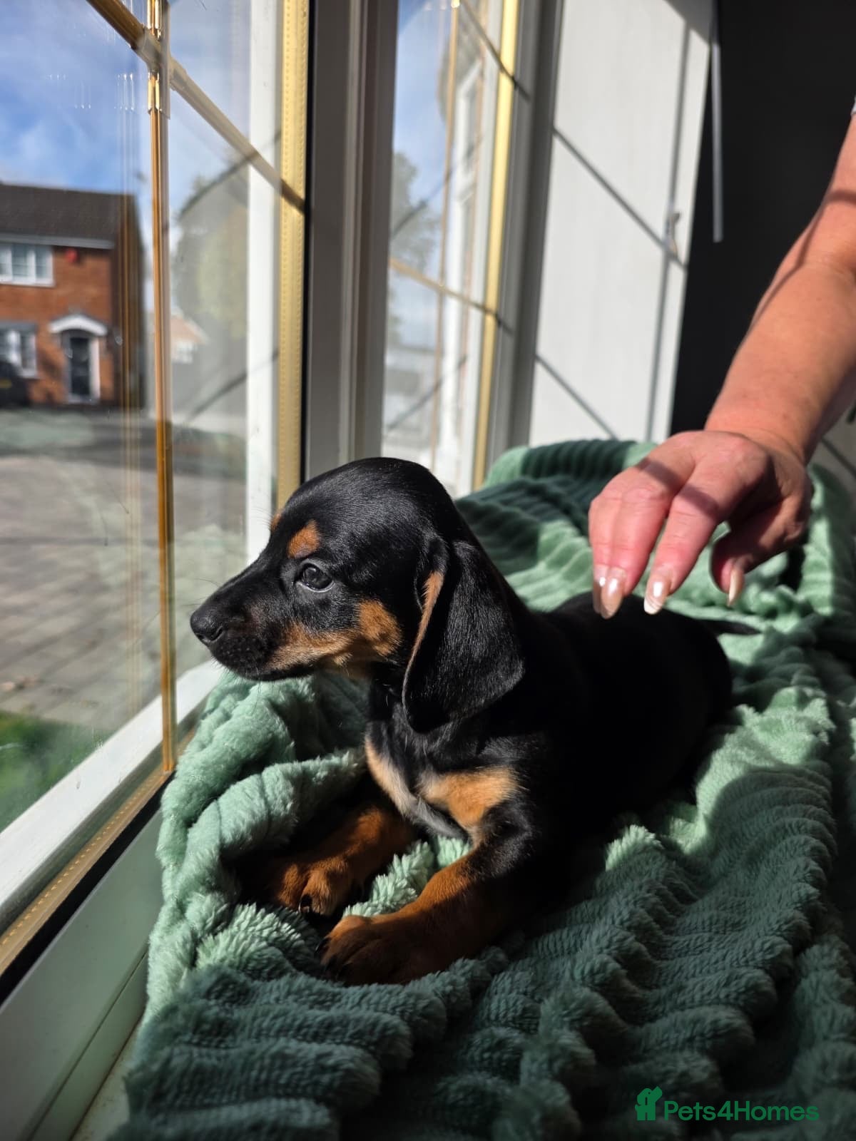 Mixed Breed dogs Ready soon! 🐾 Stunning JR / Dachshund Puppies 🐾  - Advert 2