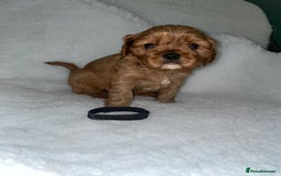 Cavalier King Charles Spaniel dogs for sale: Cavalier King Charles Spaniel Puppies - Image 5