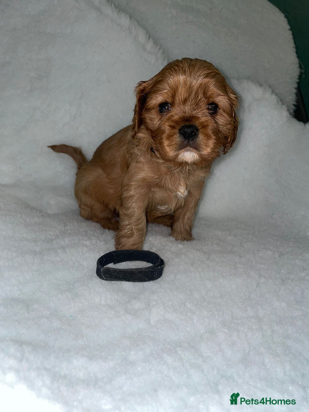 Cavalier King Charles Spaniel dogs for sale: Cavalier King Charles Spaniel Puppies - Image 5