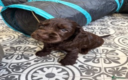 Cocker Spaniel dogs for sale: Beautiful black & tan female available  - Image 18