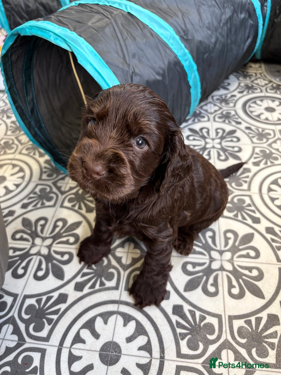 Cocker Spaniel dogs for sale: Beautiful black & tan female available  - Image 18