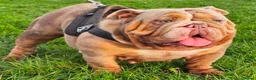 English Bulldog dogs for sale: Pedigree English Bulldog  - Advert 4
