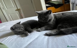 British Shorthair cats for sale: Adorable British short hair kitten- one male left - Image 3