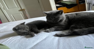 British Shorthair cats - Advert 15