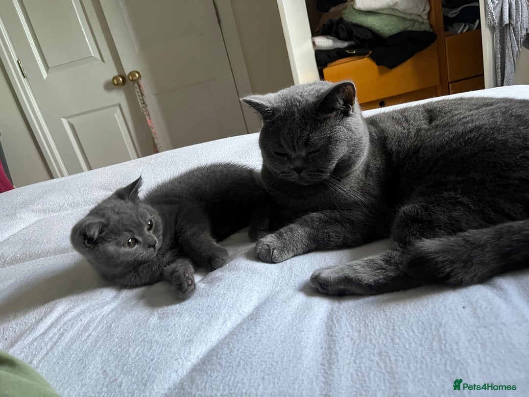 British Shorthair cats for sale: Adorable British short hair kitten- one male left - Image 3