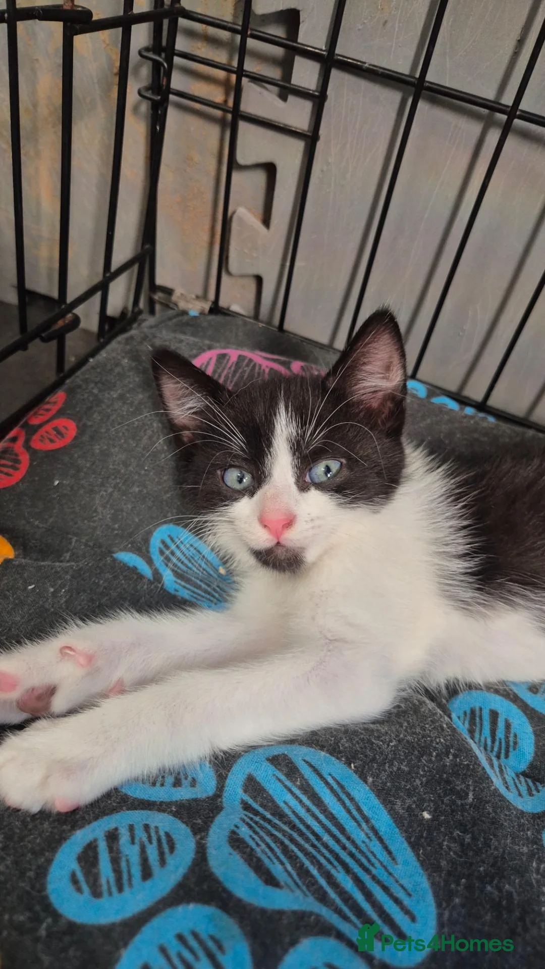 Mixed Breed cats for sale: Kittens 8 weeks old - Advert 10
