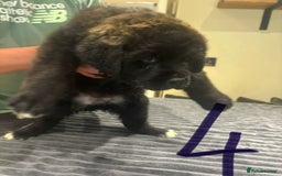 Central Asian Shepherd dogs for sale: Central Asian Shepard x Rottweiler  - Image 21