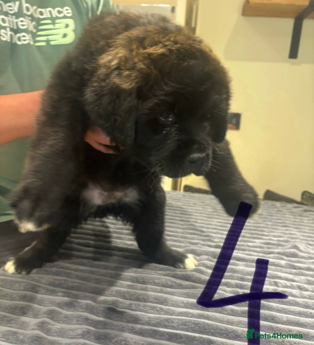 Central Asian Shepherd dogs for sale: Central Asian Shepard x Rottweiler  - Image 21