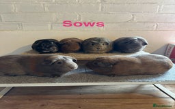Guinea Pig rodents for sale: Guinea Pig Pairs Boars and Sows - Image 1