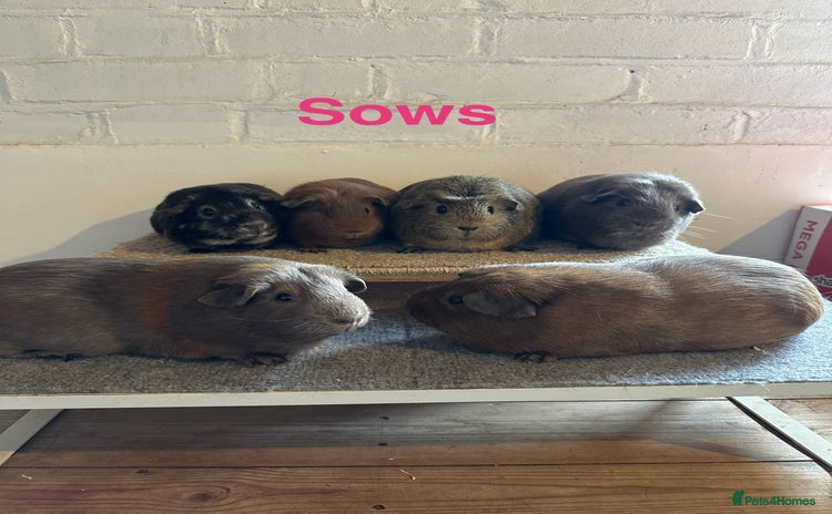Guinea Pig rodents - Advert 2