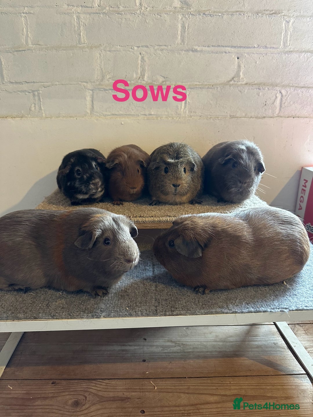 Guinea Pig rodents for sale: Guinea Pig Pairs Boars and Sows - Image 1