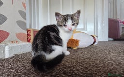 Mixed Breed cats for sale: Two beautiful girls. Ready to leave Saturday  - Image 3