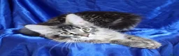 Maine Coon cats for sale: GCCF registered pedigree Maine Coon Kittens  - Advert 37