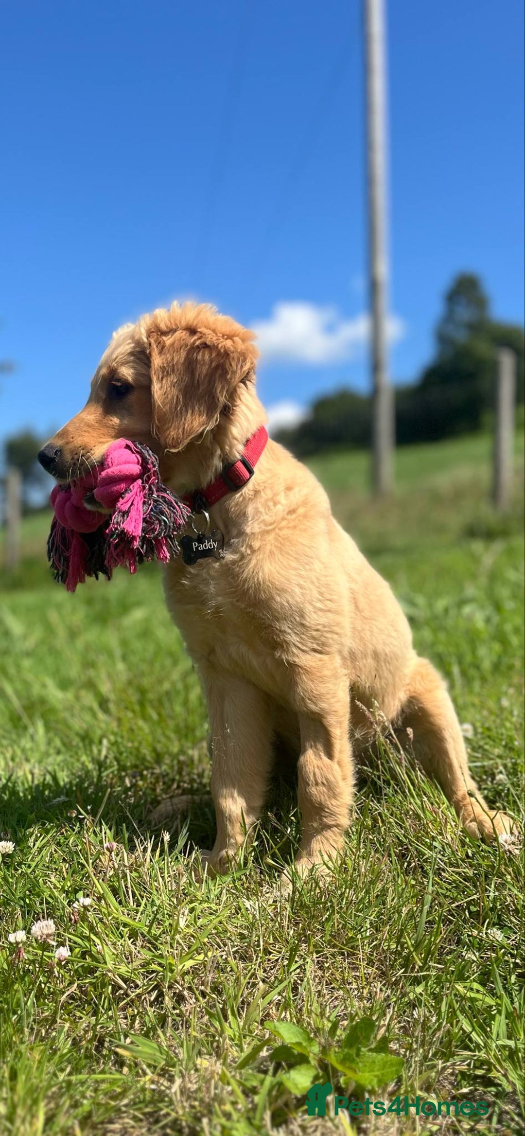 Golden Retriever dogs for sale: Special home needed - KC Golden Retriever Male   in Knighton - Image 3